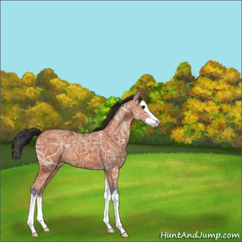 Horse Color:Bay Ice Splash 