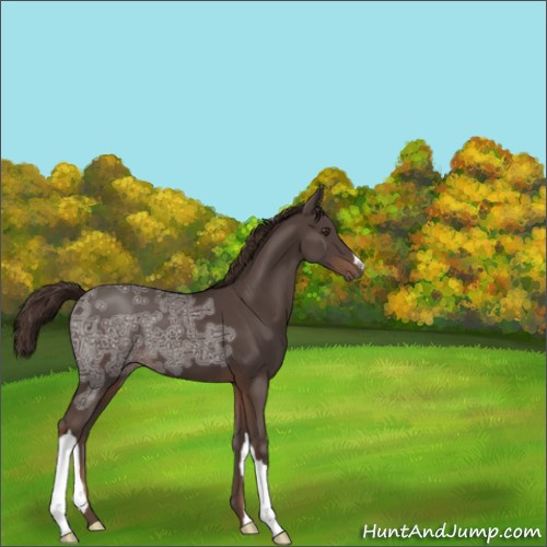 Horse Color:Liver Chestnut Ice 