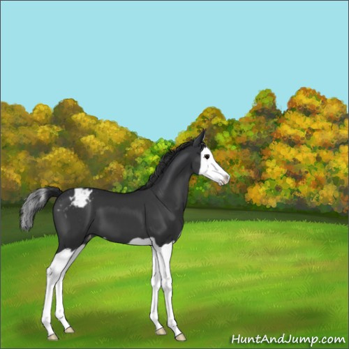 Horse Color:Black Splash Appaloosa 