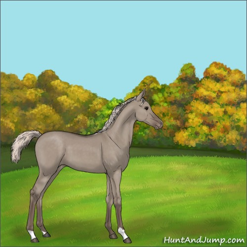 Horse Color:Silver Grullo Roan Appaloosa 