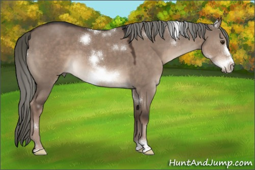 Horse Color:White Spotted Liver Red Dun Mushroom Frame 
