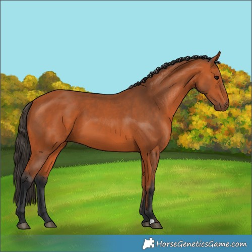 Horse Color:Bay 