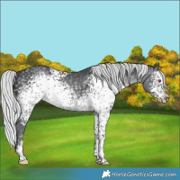 Horse Color:White Spotted Silver Black Chinchilla Sabino 