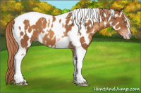 Horse Color:Gray Gold Champagne Appaloosa  and Gray Gold Champagne Tobiano Appaloosa 