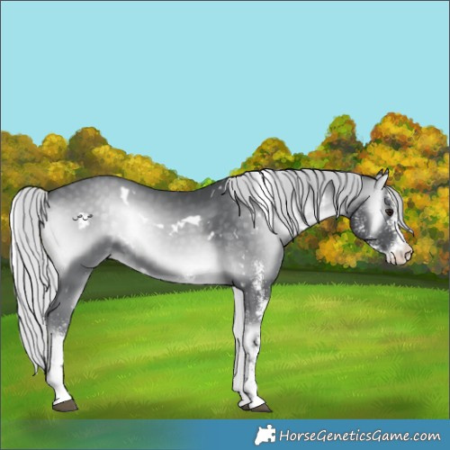 Horse Color:White Spotted Silver Blue Onyx Chinchilla 