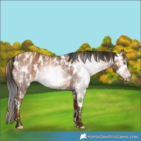 Horse Color:Gray Gold Champagne Appaloosa  and Gray Amber Champagne Appaloosa 
