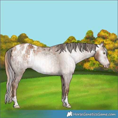 Horse Color:Gray Gold Champagne Appaloosa  and Gray Classic Champagne Appaloosa 
