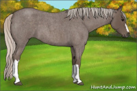 Horse Color:Silver Blue Roan 