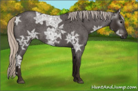 Horse Color:Gray Silver Blue Ice Roan 