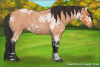 Horse Color:Bay Ice Roan 