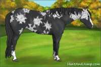 Horse Color:Black Ice Sabino