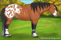 Horse Color:Bay Sabino Splash Appaloosa