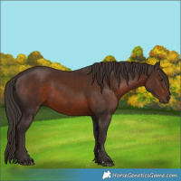 Horse Color:Liver Chestnut 
