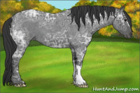 Horse Color:Blue Ice Roan 