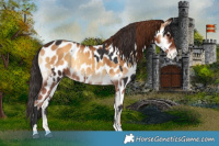 Horse Color:Bay Sabino Near Leopard  and Gray Gold Champagne Onyx Near Leopard 