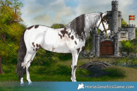 Horse Color:Bay Sabino Appaloosa  and Gray Gold Champagne Onyx Appaloosa 