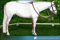 Horse Color:Gray Gold Champagne Appaloosa and Gray Gold Champagne Appaloosa Rabicano