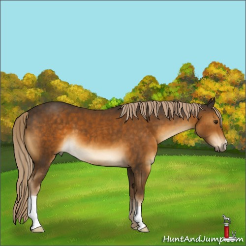 Horse Color:Chocolate Palomino 