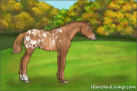Horse Color:Gray Gold Champagne Appaloosa  and Gray Gold Champagne Appaloosa 