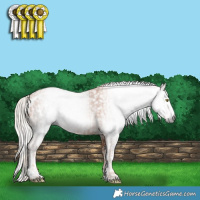 Horse Color:Gray Gold Champagne Appaloosa  and Gray Gold Champagne Splash Appaloosa 