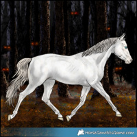 Horse Color:Smoky Creme Roan Dun Near Leopard