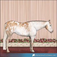 Horse Color:Gray Gold Cream Champagne Appaloosa  and Gray Gold Cream Champagne Appaloosa