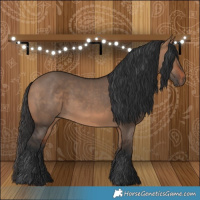 Horse Color:Bay Dun 