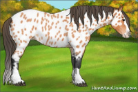 Horse Color:Bay Roan Splash Appaloosa 