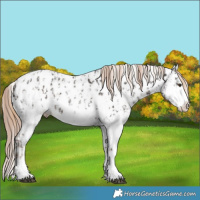 Horse Color:Liver Chestnut Sabino Splash Near Leopard  and Liver Chestnut Sabino Splash Near Leopard Rabicano 