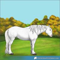 Horse Color:Silver Bay Roan Dun Snowflake Varnish Rabicano 