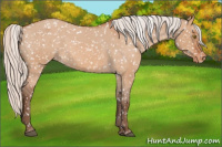 Horse Color:Silver Bay Roan Dun Appaloosa Rabicano 