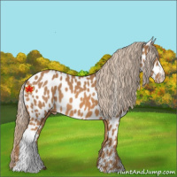 Horse Color:Chestnut Appaloosa 