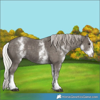 Horse Color:White Spotted Silver Black 