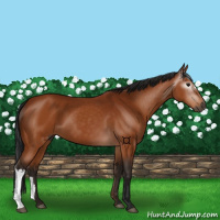 Horse Color:Gray Bay 