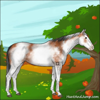 Horse Color:White Spotted Bay Splash 