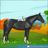 Horse Color:Black Tobiano