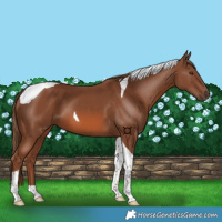 Horse Color:Chestnut Tobiano