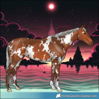 Horse Color:White Spotted Silver Bay 