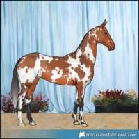 Horse Color:White Spotted Bay 