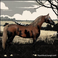 Horse Color:Gray Void Liver Chestnut Sabino Splash 