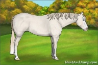 Horse Color:Perlino Roan Splash