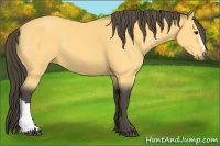 Horse Color:Unknown 