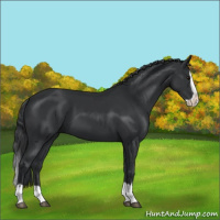 Horse Color:Black Splash 