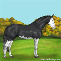 Horse Color:Black Splash