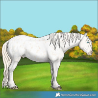 Horse Color:Perlino Appaloosa 
