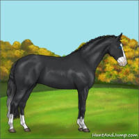 Horse Color:Black Splash 