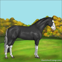 Horse Color:Black Splash