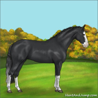 Horse Color:Black Splash 