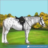 Horse Color:Smoky Black Sabino Splash Appaloosa Rabicano