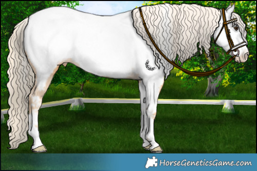 Horse Color:Palomino Appaloosa